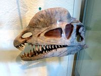 Dilophosaurus wetherilli by mizliz