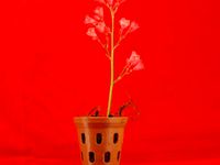 Orchid Flower Pot by dnewman