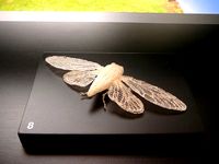 Cicada by HollowaySmith