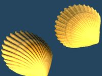 Shell by siderits