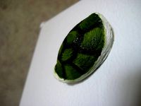 Koopa (Turtle) Shell Magnet by mirk
