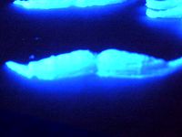 Moustache for Movember - v2 by nicholasclewis