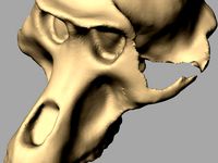 3D Scanned Monkey Skull by hyperwerk