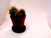 Flower Pot Saucer by guru
