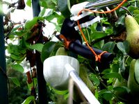 Fruit picker by nophead