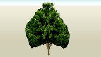 3d maple tree