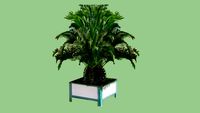 palm