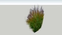 miscanthus grass