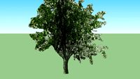 LOW POLY TREE