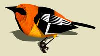 Altamira Oriole