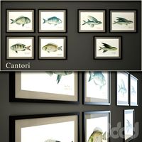 Cantori, Pesci (рыбы)