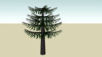 Monkey puzzle 2 (Araucaria araucana)