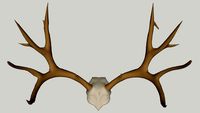 mule deer antlers