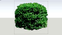 boxwood