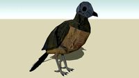 Plain Chachalaca