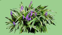 2D Liriope Variegated