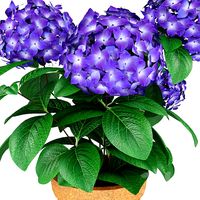 гортензия (hydrangea)