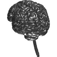 3dpx-003765203dmodel20of20brain20nevit20dilmen.prj
