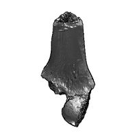 lapa20do20santo20-20sepultamento20ossos20isolados20-20femur20esquerdo20extremidade20distal20amputada20e20queimada20lst-3083.prj