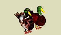 Mallard drakes