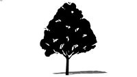 2D schematic juniper tree