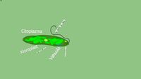 Euglena