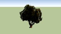 Olivo png
