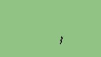 squiggle