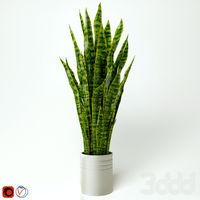 Sansevieria, "snake plant", "тёщин язык"