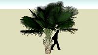 palmera