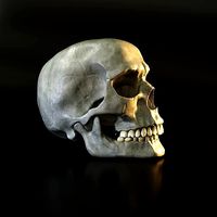 Skull