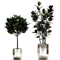 Ficus elastica in a chrome flowerpot 787