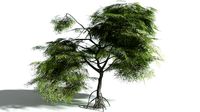 EVERYPlant Red Mangrove LowPoly SINGLE --1 Model--