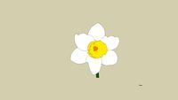 Daffodil