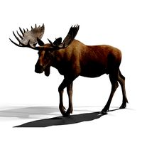 Moose Male Animated