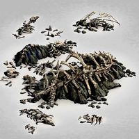 Dragon Fortress-Dragon Bone