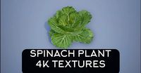 4K Spinach Plant