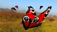 butterfly animation