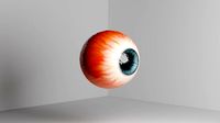 Human eye anatomy 3d model