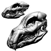 Lion Skull Sculpt Project