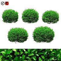 Boxwood balls 52 - 62cm