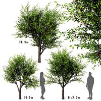 Set Of Sour Cherry or Prunus Cerasus Trees - 3 Trees