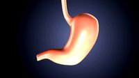3d rendered of human stomach system