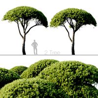 Pinus Pinea 13m and 12m
