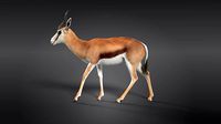 Springbok Animated
