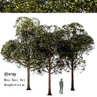 Set of Round Shaped Bay Trees - Laurus Nobilis