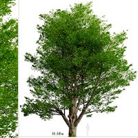 White ash or Fraxinus americana Tree - 1 Tree