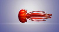 Jellyfish 3D Animation