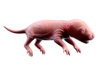 Rat Baby Newborn Pink