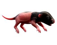 Rat Baby Newborn Spotted
